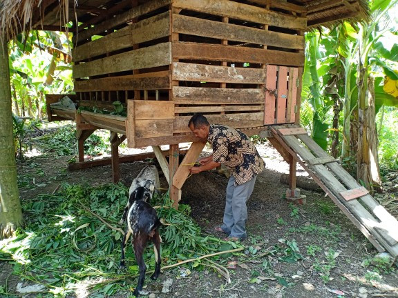 Usaha peternakan kambing