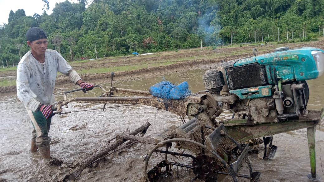 PETANI SEDANG MEMBAJAK SAWAH MEMAKAI MESIN HENTRAKTOR