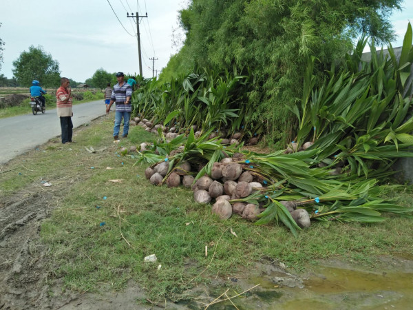 Bantuan bibit kelapa dari dinas pertanian