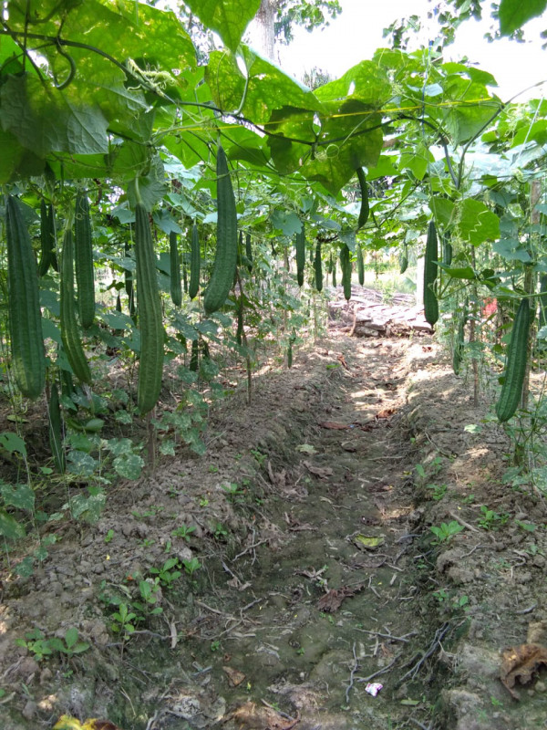 Meninjau Kebun Sayur Gambas dan Paria Pahit di kampung KB mangrove Desa tanjung Rejo Kecamatan Percut Sei Tuan