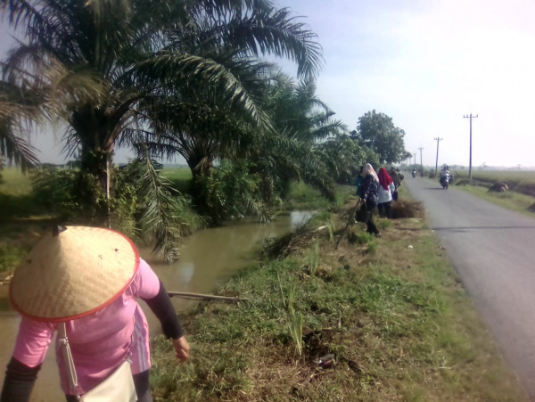 penanaman serai sepanjang jalan arah paluh merbau