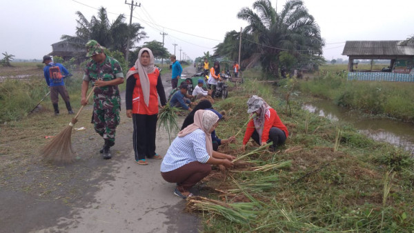 proses penanaman serai