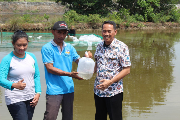 Pemberian bibit ikan kakap