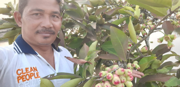 Tanaman Jambu Pak Kades 