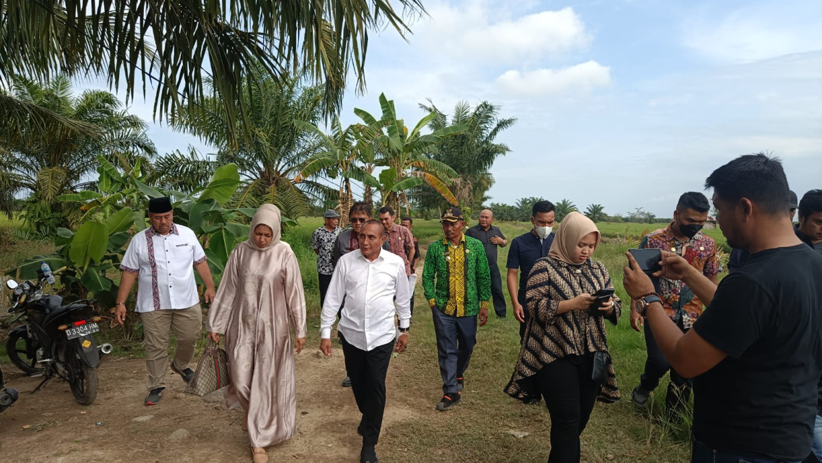 Bapak Gubernur Meninjau Areal Pertanian