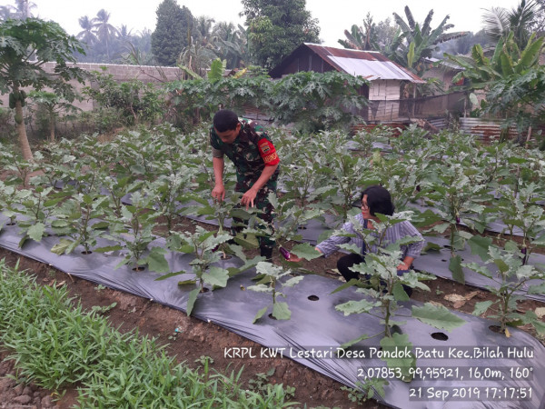 Babinsa dan PPL Desa Pondok Batu memanen tanaman