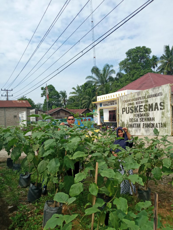 Pemanfaatan pekarangan