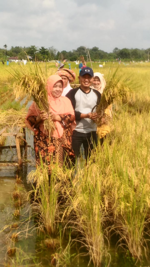 Panen Raya tanaman padi di kelompok tani dusun pulau lawas