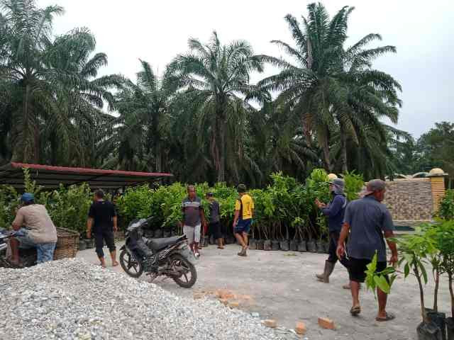 Pembagian Bibit Tanaman Buah Buahan untuk Masyarakat Kampung KB Sungai Nibung