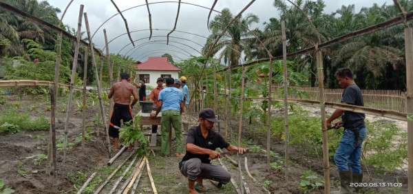 gotong royong untuk menanam labu madu