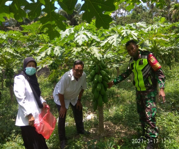 Kunjungan Babinsa dan UPTD Pertanian