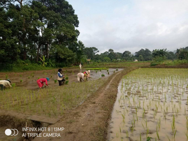 Petani Sawah