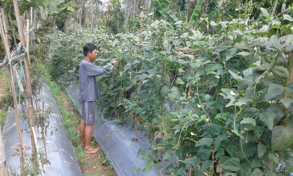 pemanfaatan lahan pekarangan