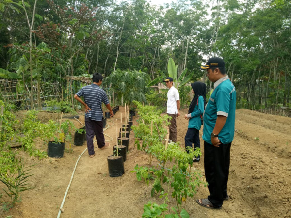 kebun cabe