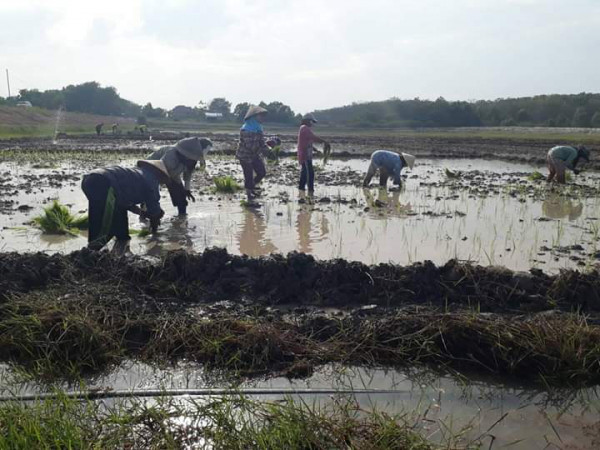 Gotong royong masyarakat pada penanaman padi perdana