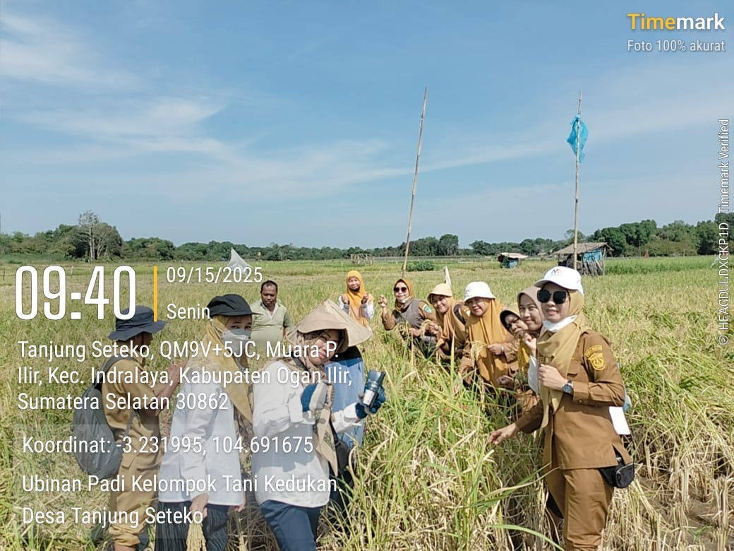 Ubinan Padi Kelompok Tani Kedukan