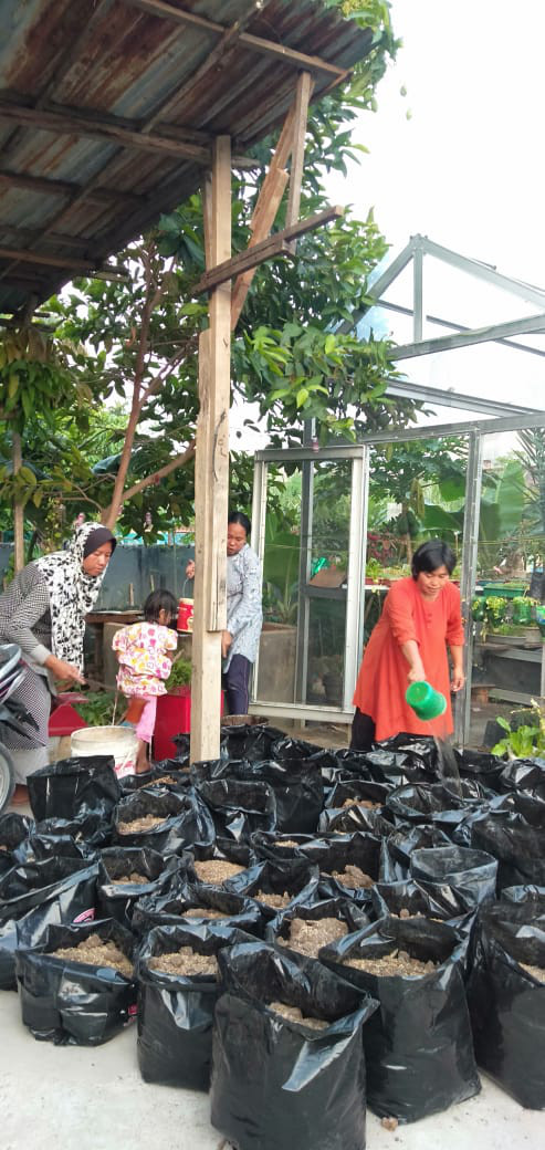 Polibag yang sudah siap di tanam