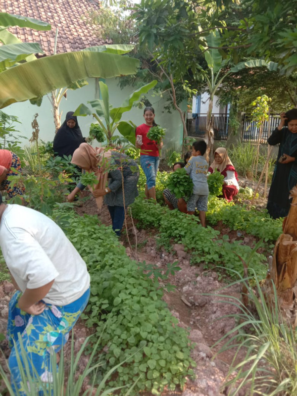 Panen sayuran di KWT Matahari