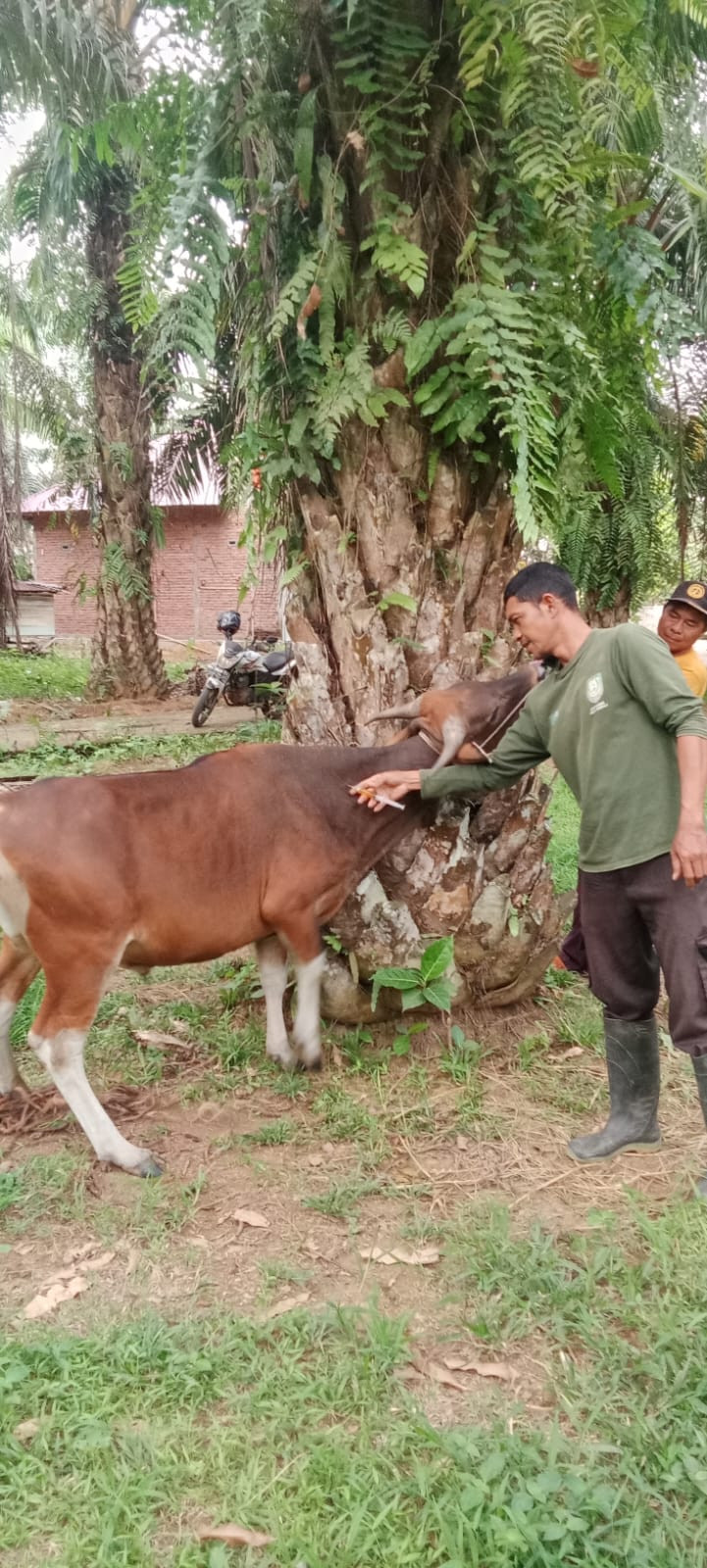 Penyuntikan agar hewan ternak tetap sehat, ketahanan pangan hewani desa pondok kelapa