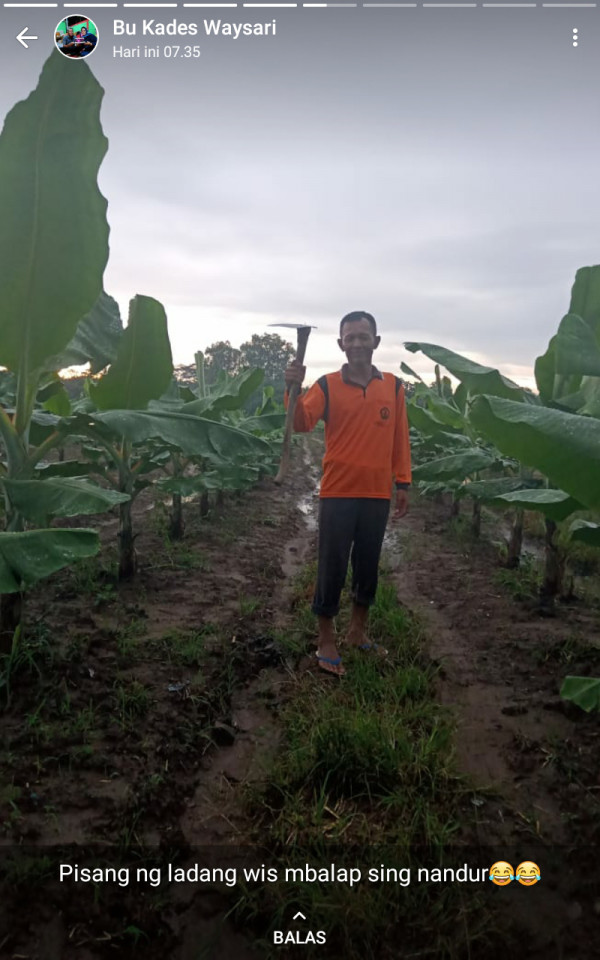 Pertanian perkebunan pisang CAVENDIS masyarakat desa Waysari 