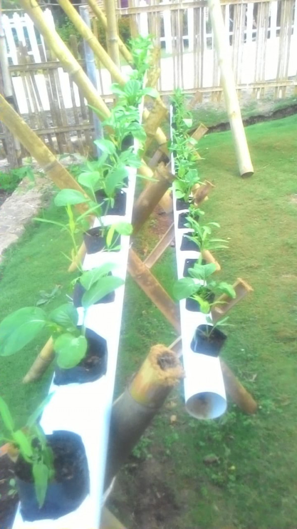 pemberian instalasi tanaman sayur hidroponik