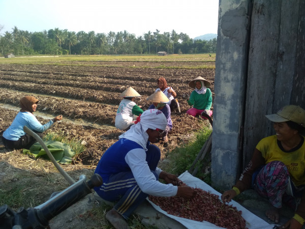 Pemanen Raya Cabai Merah dan Bawang merah di Desa legundi