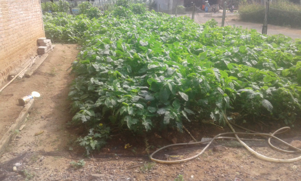 sayur-sayuran yang ada di Dusun III Desa Sidodadi