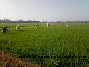 Penyemprotan masal mengatasi hama wereng pada tanaman padi