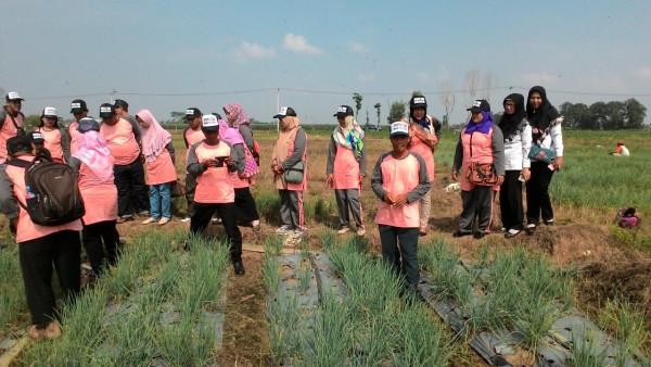 Peninjauan ke lokasi pembudidayaan bawang merah dan sayuran kelurahan Rejomulyo dari Dinas Pertanian