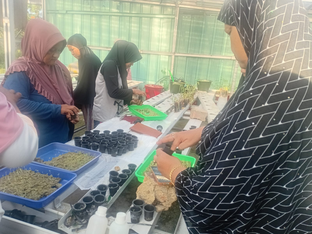 proses pembibitan sawi green kelurahan lontong pancur