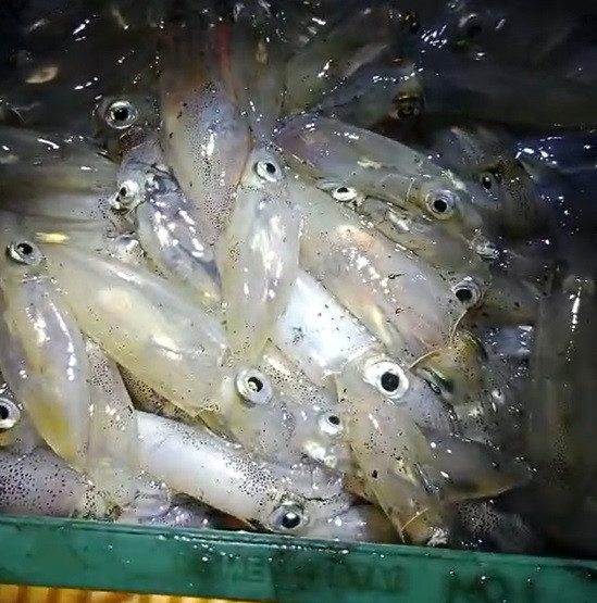 Menggali potensi laut Kel sei enam, kegiatan menangkap sotong pada malam ( nyomek)