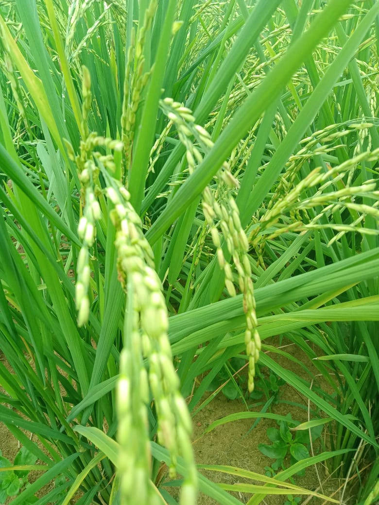 PEMANFAATAN LAHAN KOSONG MENANAM PADI UNTUK MENAMBAH PENDAPATAN KELUARGA