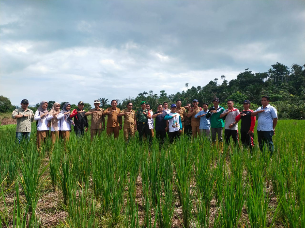 Penanaman padi Simbolis kegiatan mandiri tanaman pangan ( MANTAP ) KELOMPOK TANI MAJU BERSAMA Desa Payak
