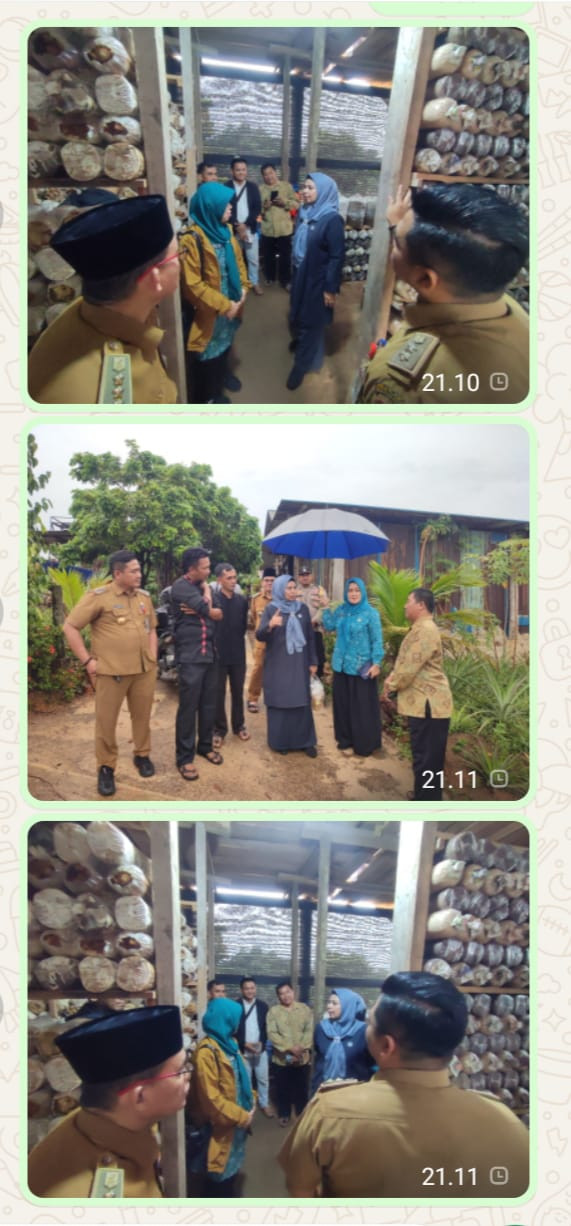 Meninjau Lokasi Budidaya jamur Tiram