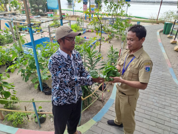 Panen Sayuran di RPTRA Tanjong Timor