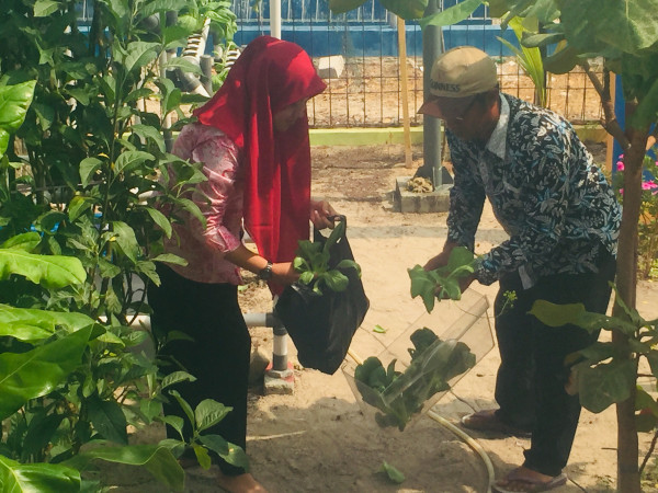 Proses panen sayuran dan dikemas untuk pembeli