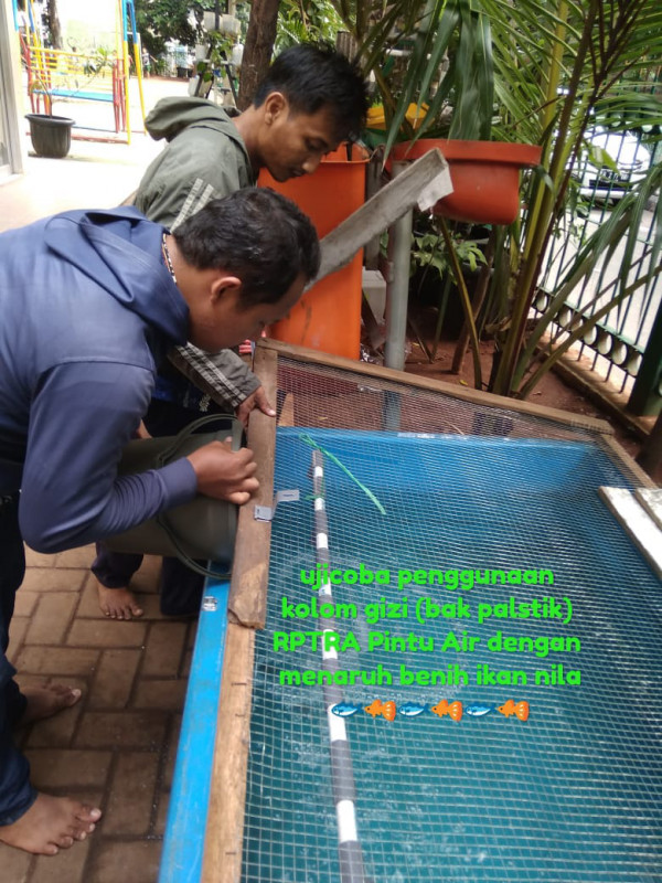 Pemanfaatan Bak Plastik Kolam Gizi dan Menaruh Benih Ikan Nila