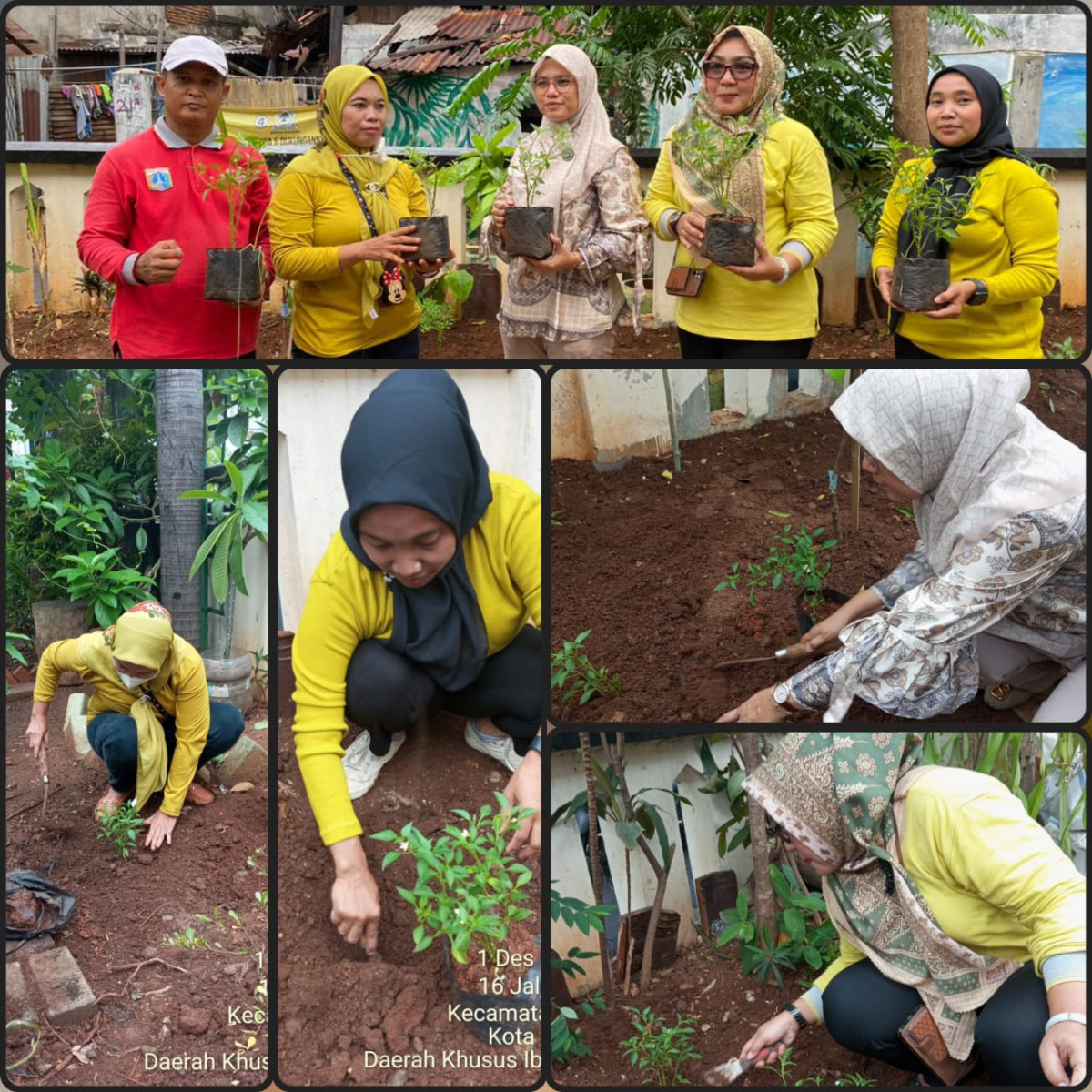 Kegiatan Menanam serentak pohon cabai TP-PKK kelurahan Kemayoran