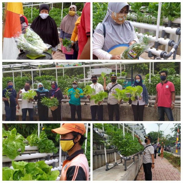 Kegiatan panen raya di kebun hidroponik Taman Solo RW 04 Kel CPT