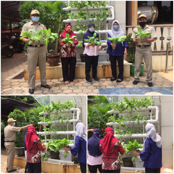 Panen sayuran Hidoponik di halaman Kelurahan CPT