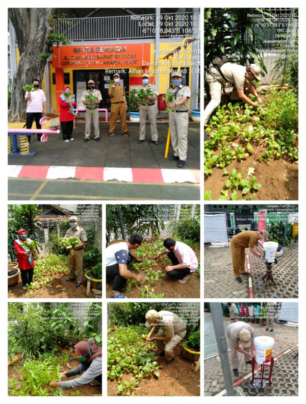 Panen tanaman Urban farming di RPTRA beringin