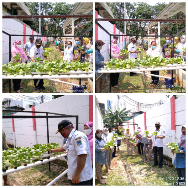 Panen tanaman hidroponik di RPTRA anggrek