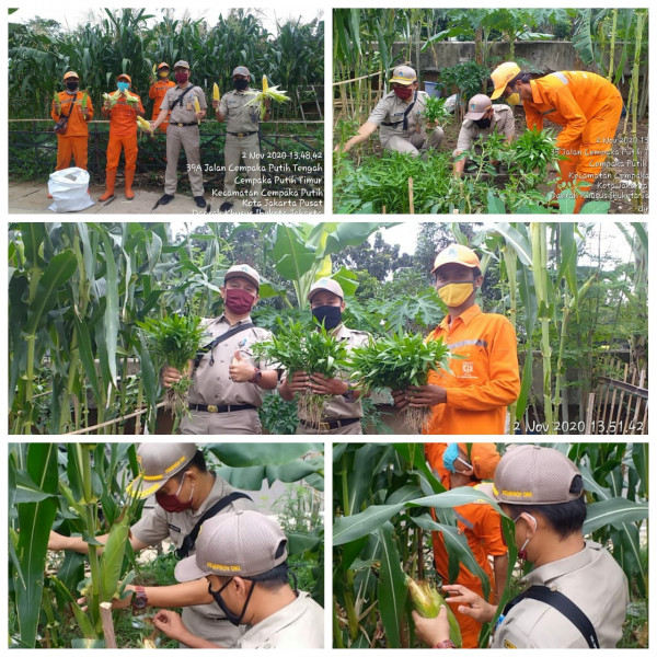 Kegiatan panen jagung dan kangkung di urban farming RW 08 Kel CPT