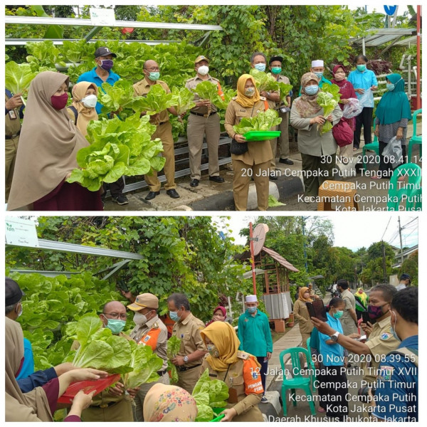  Kegiatan Panen Serentak bersama Asisten Ekbang, Camat Cempaka Putih dan Lurah CPT 