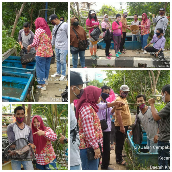 Panen ikan lele di lokasi kelompok budi daya ikan RW 04 Kel CPT