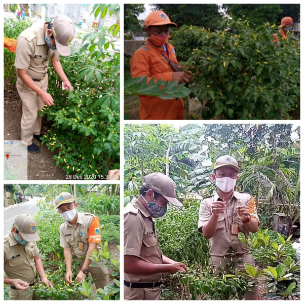 Panen cabe urban farming RW 08 Kelurahan CPT