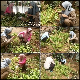 Giat panen kangkung organik bersama rekan pengelola.