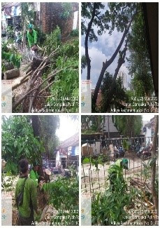 Penopingan pohon trambesi di area belakang RPTRA Kampung Benda oleh Sudin Kehutanan Kota Administrasi Jakarta Pusat.