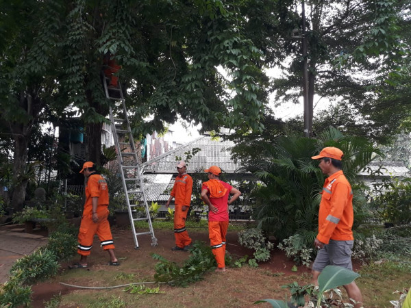 PPSU Merapikan Pohon yg ada di Area RPTRA