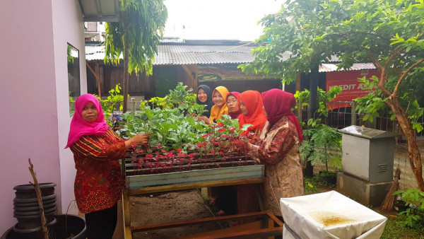 Panen Kailan bersama TP PKK Kelurahan Karet Tengsin